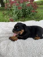 Rambo, a male Rottweiler for sale in Nappanee, IN – 6 of 6