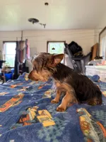 Mandi, a female Yorkshire Terrier for sale in Nappanee, IN – 5 of 5