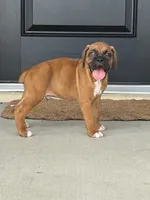 Dom, a male Boxer for sale in Nappanee, IN – 3 of 4