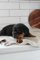 Tessa , a female Rottweiler for sale in Nappanee, IN – Photo 5 of 7