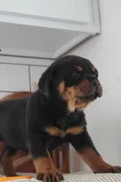 Tessa , a female Rottweiler for sale in Nappanee, IN – Photo 1 of 7