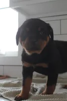 Tessa , a female Rottweiler for sale in Nappanee, IN – Photo 3 of 7