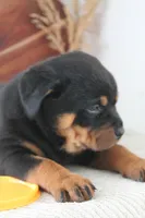 Tessa , a female Rottweiler for sale in Nappanee, IN – Photo 6 of 7