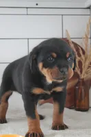 Tessa , a female Rottweiler for sale in Nappanee, IN – Photo 7 of 7