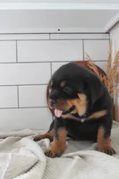 Tyra, a female Rottweiler for sale in Nappanee, IN – Photo 3 of 7