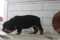 Tyra, a female Rottweiler for sale in Nappanee, IN – Photo 2 of 7