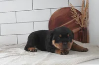 Tyra, a female Rottweiler for sale in Nappanee, IN – Photo 4 of 7