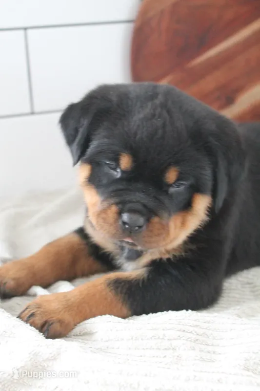 Tyra – Rottweiler puppy for sale in Nappanee, IN