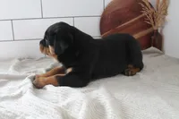 Tyra, a female Rottweiler for sale in Nappanee, IN – Photo 7 of 7