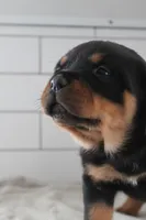 Tyra, a female Rottweiler for sale in Nappanee, IN – Photo 5 of 7