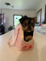 Molly, a female Yorkshire Terrier for sale in Nappanee, IN – 3 of 5