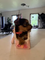 Molly, a female Yorkshire Terrier for sale in Nappanee, IN – 4 of 5