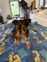 Mario, a male Yorkshire Terrier for sale in Nappanee, IN – 3 of 5
