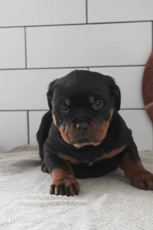Taliyah  – Rottweiler puppy for sale in Nappanee, IN