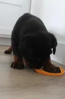 Taliyah , a female Rottweiler for sale in Nappanee, IN – Photo 6 of 6