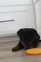 Taliyah , a female Rottweiler for sale in Nappanee, IN – Photo 3 of 6