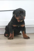 Taliyah , a female Rottweiler for sale in Nappanee, IN – Photo 2 of 6