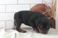 Taliyah , a female Rottweiler for sale in Nappanee, IN – Photo 4 of 6