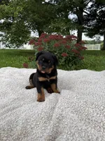 Rambo, a male Rottweiler for sale in Nappanee, IN – 3 of 6