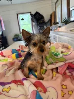 Mandi, a female Yorkshire Terrier for sale in Nappanee, IN – 4 of 5