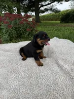 Rambo, a male Rottweiler for sale in Nappanee, IN – 4 of 6