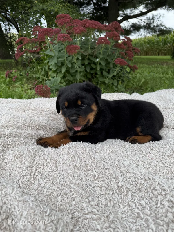 Rambo – Rottweiler puppy for sale in Nappanee, IN
