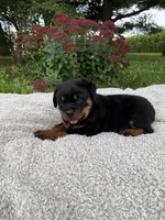Rambo, a male Rottweiler for sale in Nappanee, IN – 1 of 6