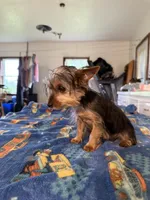 Mandi, a female Yorkshire Terrier for sale in Nappanee, IN – 3 of 5
