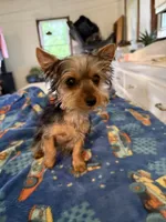 Mandi, a female Yorkshire Terrier for sale in Nappanee, IN – 2 of 5