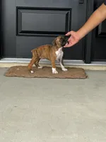 Teague, a male Boxer for sale in Nappanee, IN – 5 of 5