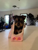 Molly, a female Yorkshire Terrier for sale in Nappanee, IN – 2 of 5