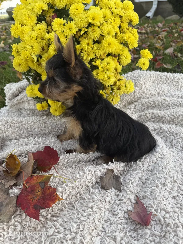 Mason  – Yorkshire Terrier puppy for sale in Nappanee, IN