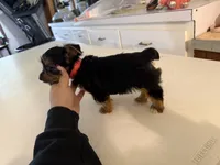 Molly, a female Yorkshire Terrier for sale in Nappanee, IN – 5 of 5
