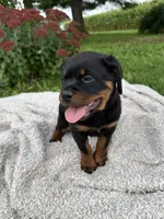 Milah, a female Rottweiler for sale in Nappanee, IN – 4 of 5