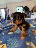 Mason , a male Yorkshire Terrier for sale in Nappanee, IN – 3 of 4