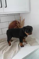 Aslan , a male Rottweiler for sale in Nappanee, IN – Photo 3 of 5