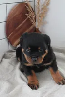 Aslan , a male Rottweiler for sale in Nappanee, IN – Photo 1 of 5