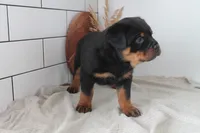 Aslan , a male Rottweiler for sale in Nappanee, IN – Photo 5 of 5