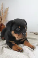 Aslan , a male Rottweiler for sale in Nappanee, IN – Photo 2 of 5