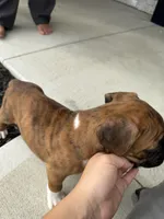 Teague, a male Boxer for sale in Nappanee, IN – 3 of 5