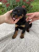 Mira , a female Rottweiler for sale in Nappanee, IN – 3 of 5