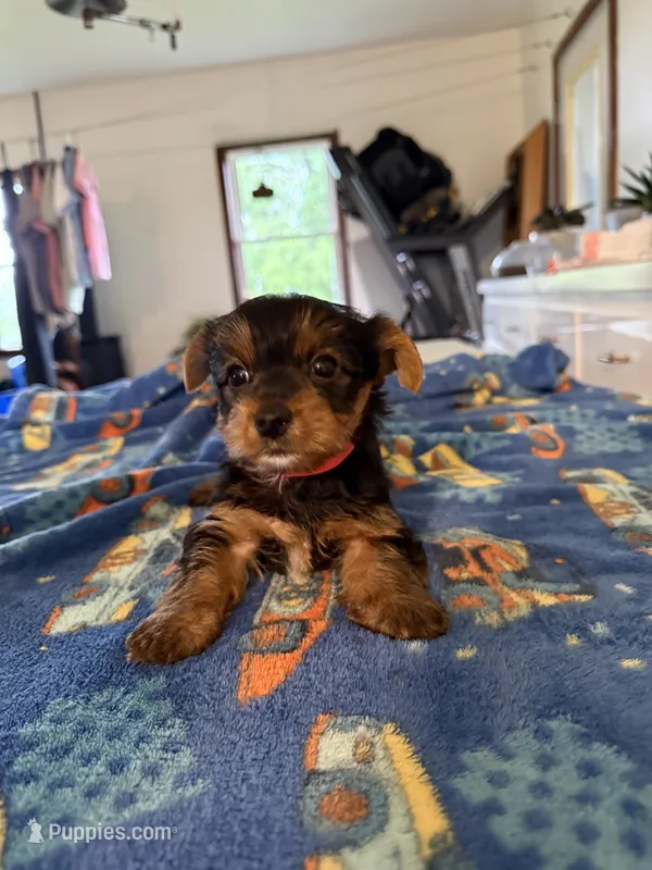 Mason  – Yorkshire Terrier puppy for sale in Nappanee, IN