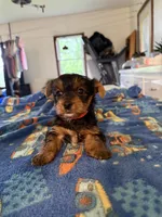 Mason , a male Yorkshire Terrier for sale in Nappanee, IN – 1 of 4