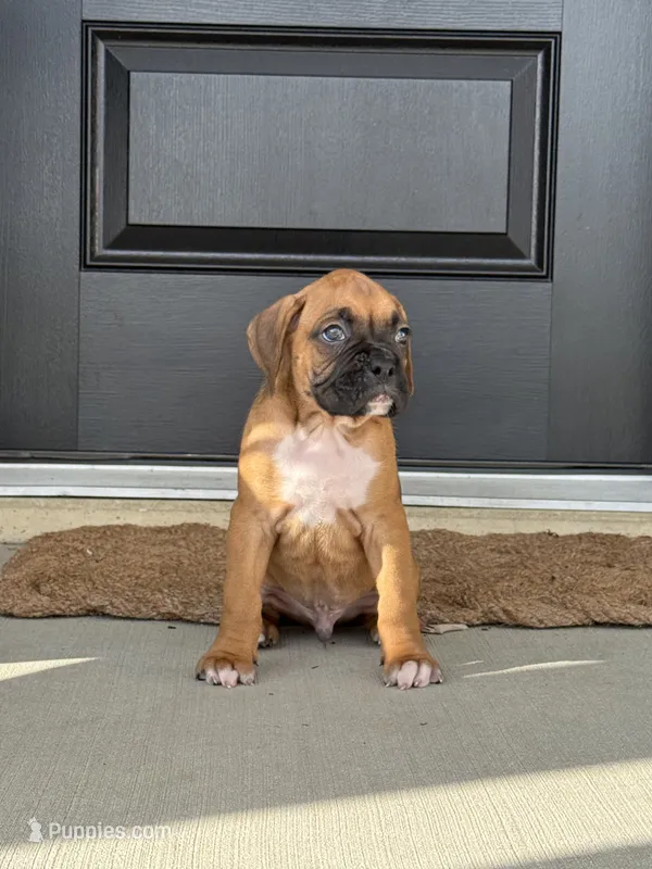 Axle – Boxer puppy for sale in Nappanee, IN