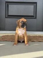 Axle, a male Boxer for sale in Nappanee, IN – 1 of 4