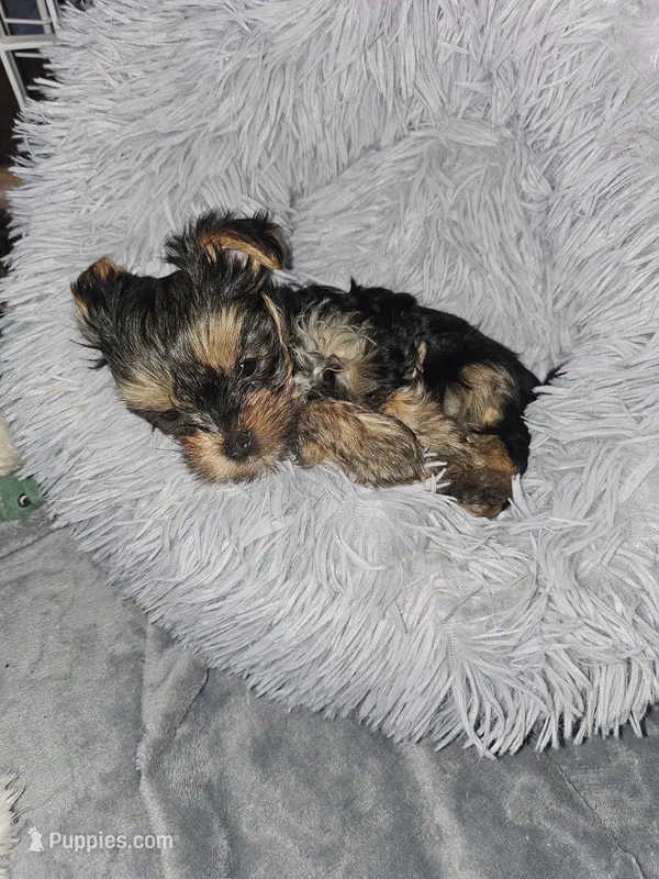 Pink Lady – Yorkshire Terrier puppy on hold in Navarre, FL