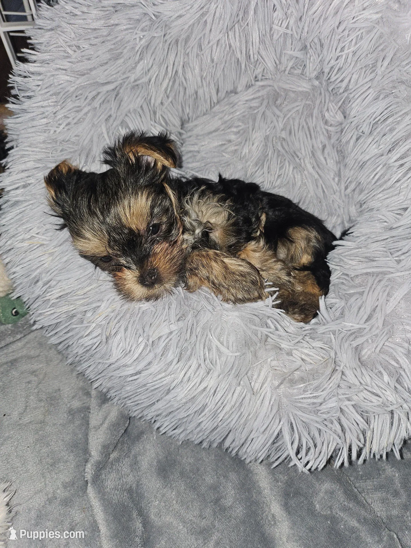 Pink Lady, a female Yorkshire Terrier for sale in Navarre, FL – 1 of 4