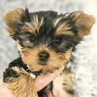 Sunflower, a female Yorkshire Terrier for sale in Navarre, FL – 2 of 5