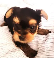 Blueberry, a male Yorkshire Terrier for sale in Navarre, FL – 4 of 5