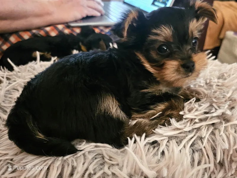 Blue Boy – Yorkshire Terrier puppy for sale in Navarre, FL